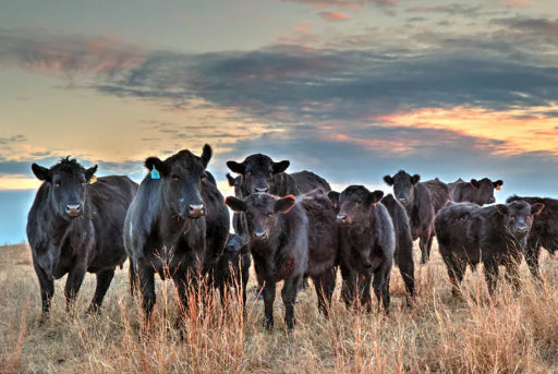 Angus_Cattle.webp__PID:ca52624a-2d0f-4661-9864-9920d593a4a5