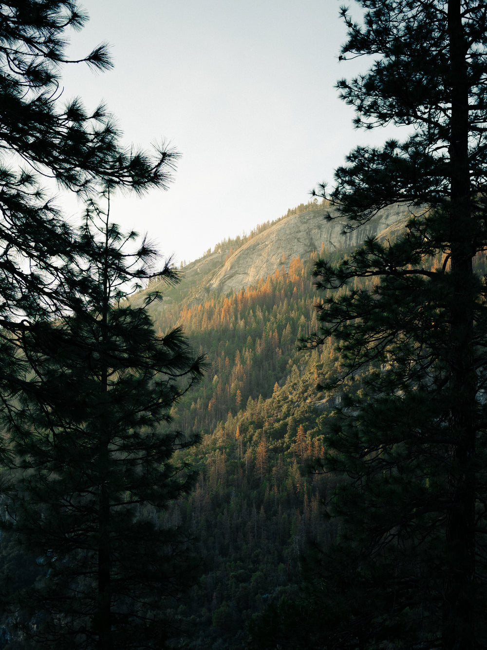 autumn-trees-hillside